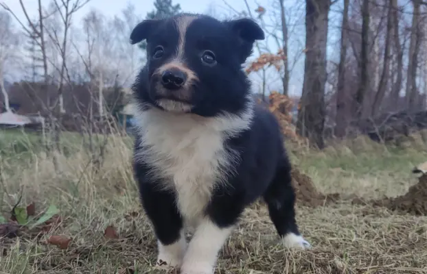 Piękna Rasowa Suczka Border Collie, szczenię z pełną dok. 6