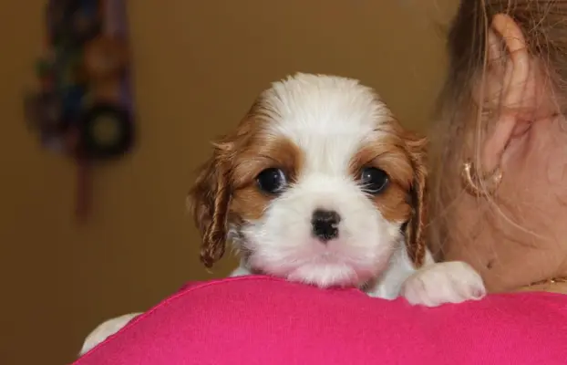 Cavalier King Charles Spaniel szczeniaczki ZKwP po CH.PL. 1