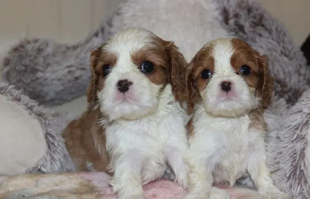 Cavalier King Charles Spaniel szczeniaczki ZKwP po CH.PL. 2