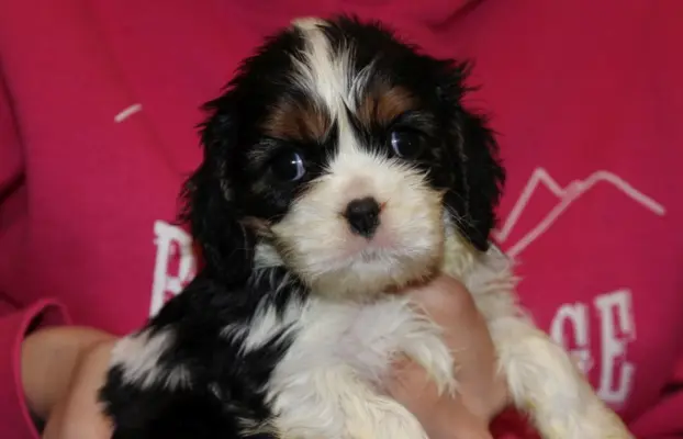 Cavalier King Charles Spaniel szczeniaczki ZKwP po CH.PL. 3