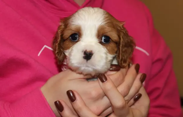 Cavalier King Charles Spaniel szczeniaczki ZKwP po CH.PL. 4