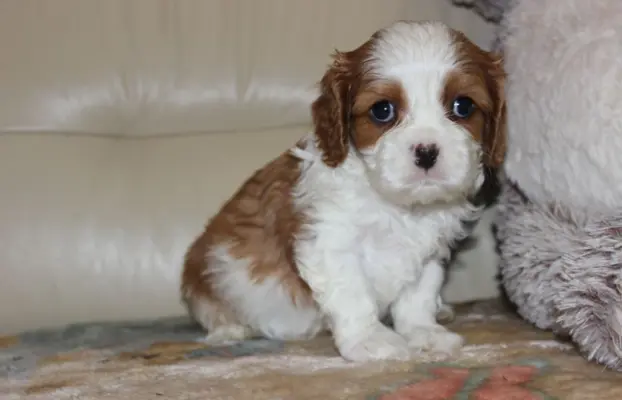 Cavalier King Charles Spaniel szczeniaczki ZKwP po CH.PL. 5