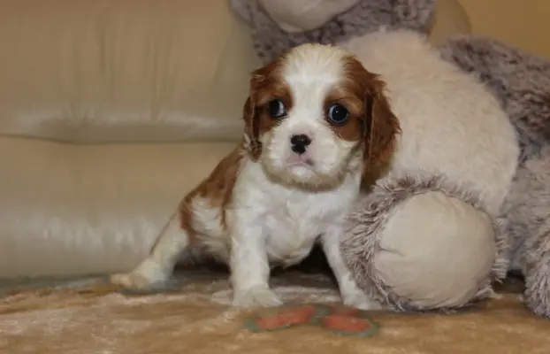 Cavalier King Charles Spaniel szczeniaczki ZKwP po CH.PL. 7