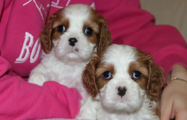 Cavalier King Charles Spaniel szczeniaczki ZKwP po CH.PL. 8