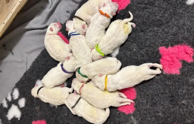 Szczeniaki Samoyed Epic Smile FCI 7