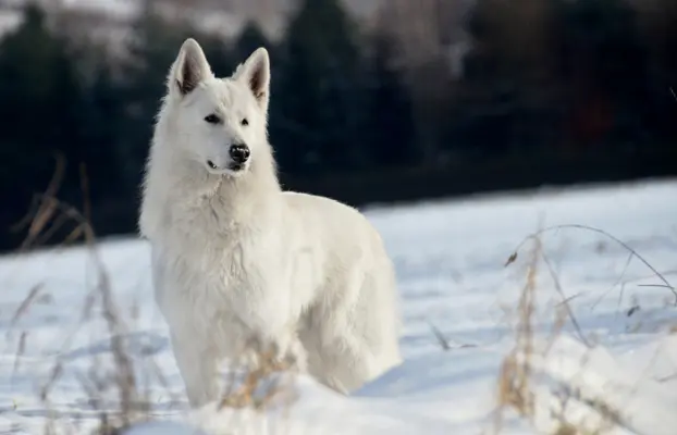 Biały Owczarek Szwajcarski 1
