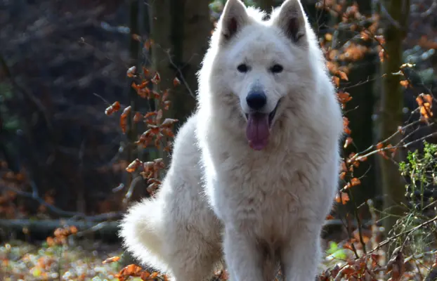 Biały Owczarek Szwajcarski 2