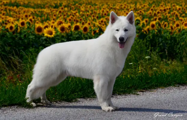 Biały Owczarek Szwajcarski 3