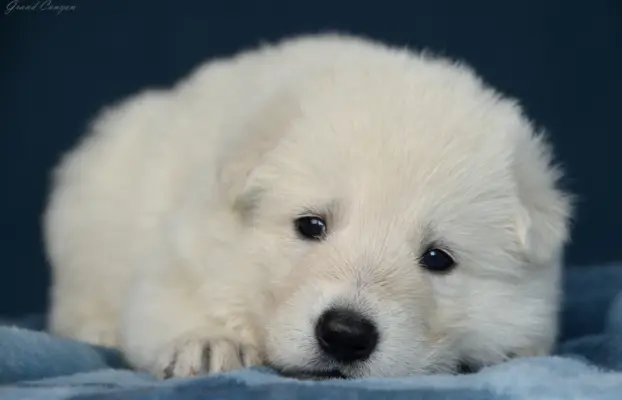 Biały Owczarek Szwajcarski 4