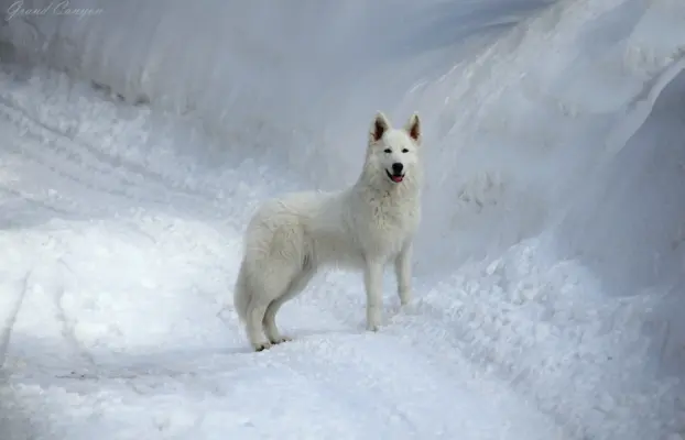 Biały Owczarek Szwajcarski 5