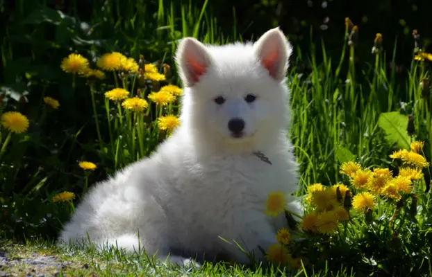 Biały Owczarek Szwajcarski 6