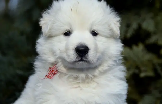 Biały Owczarek Szwajcarski 7