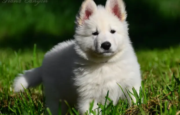 Biały Owczarek Szwajcarski 8