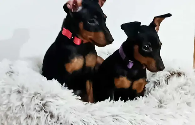 Pinczer miniaturowy ZKwP FCI – przebadane szczenięta sunia 3