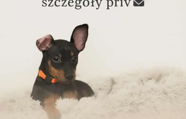 Pinczer miniaturowy ZKwP FCI – przebadane szczenięta sunia 2