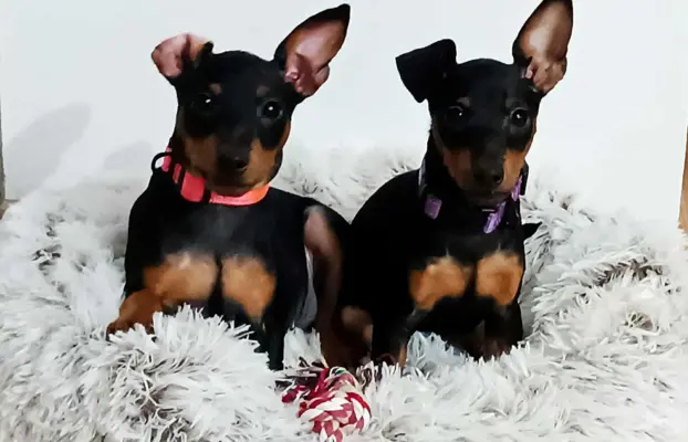 Pinczer miniaturowy ZKwP FCI – przebadane szczenięta sunia 4