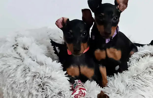 Pinczer miniaturowy ZKwP FCI – przebadane szczenięta sunia 1