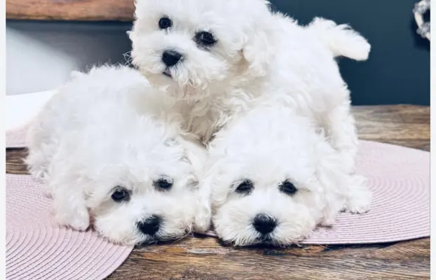 Szczenięta z rodowodem – wysoka jakość, piękna linia 1