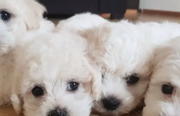 Szczenięta z rodowodem – wysoka jakość, piękna linia 2