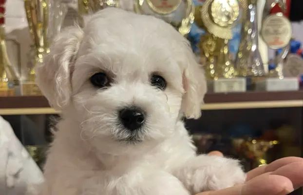 Szczenięta z rodowodem – wysoka jakość, piękna linia 4