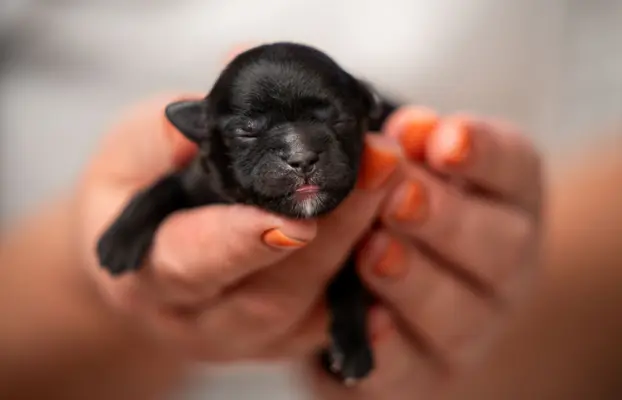 Hodowlą z historią i doświadczeniem poleca szczenięta 2