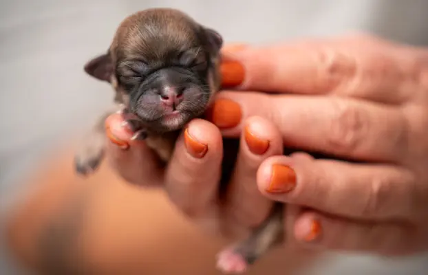 Hodowlą z historią i doświadczeniem poleca szczenięta 3