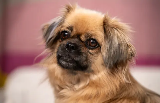 Hodowlą z historią i doświadczeniem poleca szczenięta 1