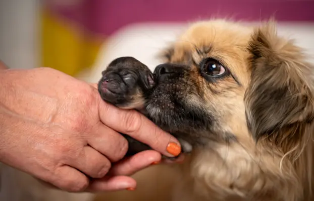 Hodowlą z historią i doświadczeniem poleca szczenięta 4