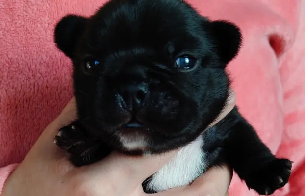 VOLT & VIVARO DE LA MAISON Real Passion FCI 1