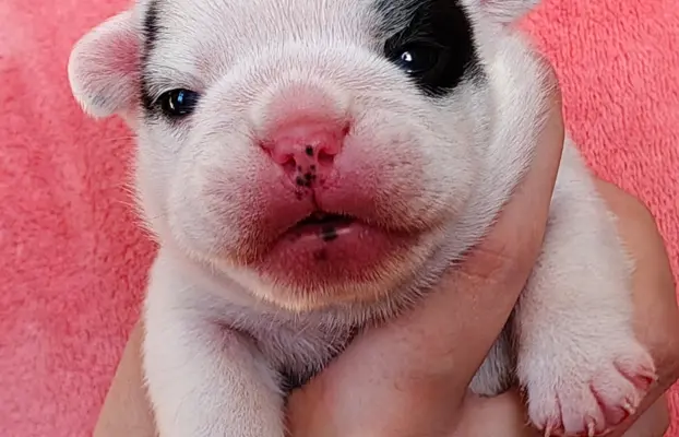 VOLT & VIVARO DE LA MAISON Real Passion FCI 2