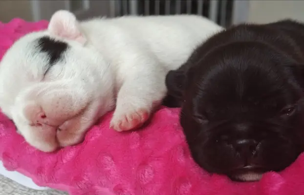 VOLT & VIVARO DE LA MAISON Real Passion FCI 3