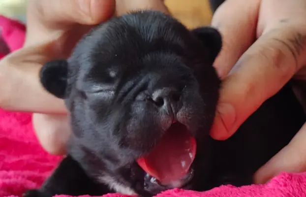 VOLT & VIVARO DE LA MAISON Real Passion FCI 4