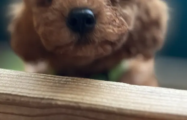 Pudel miniaturowy red 1