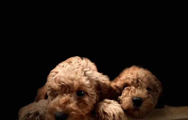 Pudel miniaturowy red 2