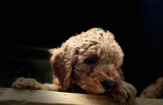 Pudel miniaturowy red 3