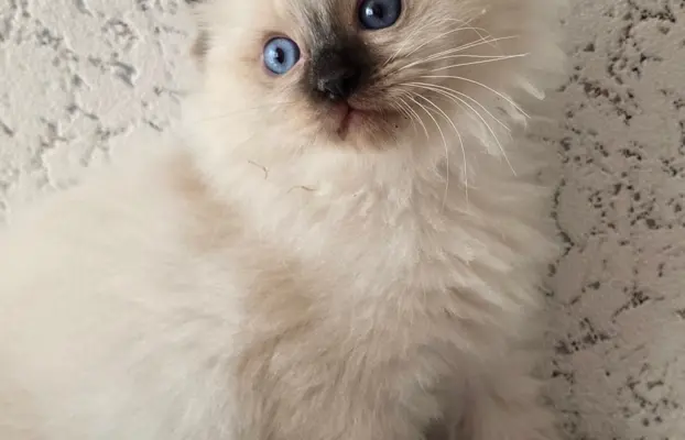 Urocze kocięta po utytułowanych rodzicach 3