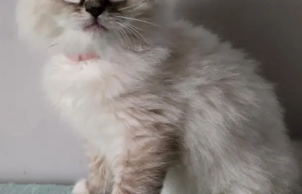 Urocze kocięta po utytułowanych rodzicach 2