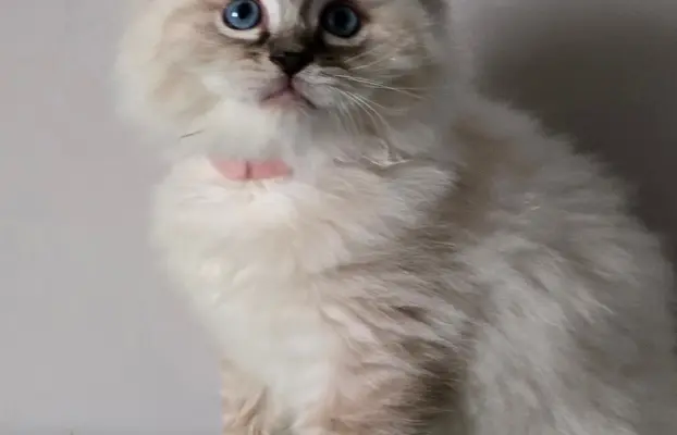 Urocze kocięta po utytułowanych rodzicach 7