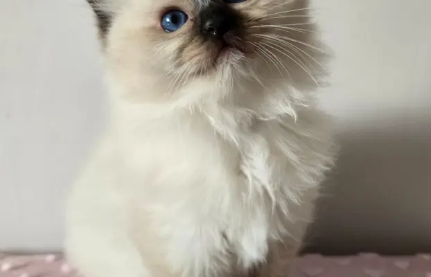 Urocze kocięta po utytułowanych rodzicach 8