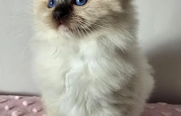 Urocze kocięta po utytułowanych rodzicach 1