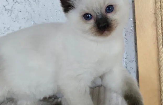 Urocze kocięta po utytułowanych rodzicach 6