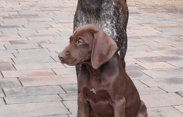 Szczęnięta - Wyżeł Niemiecki Krótkowłosy 2