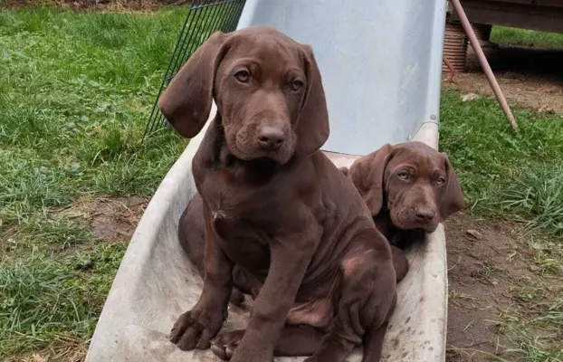 Szczęnięta - Wyżeł Niemiecki Krótkowłosy 5