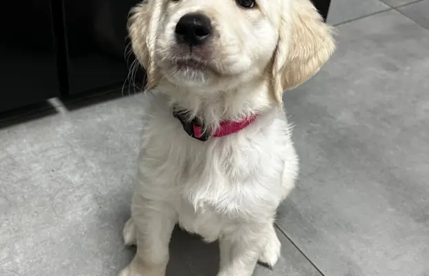 Gotowe na zmianę domu Misiaki 1