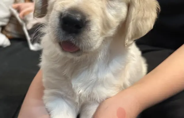 Gotowe na zmianę domu Misiaki 2