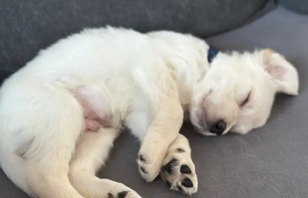 Gotowe na zmianę domu Misiaki 3