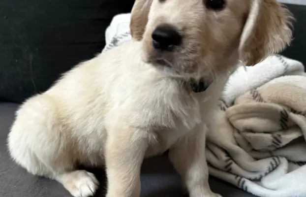 Gotowe na zmianę domu Misiaki 4