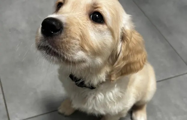 Gotowe na zmianę domu Misiaki 5