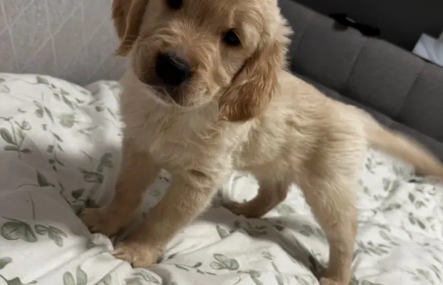 Gotowe na zmianę domu Misiaki 6