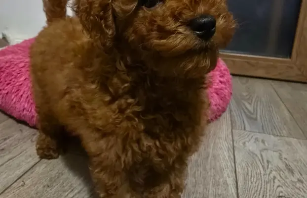 Pudel Toy red pudelek samiec 2